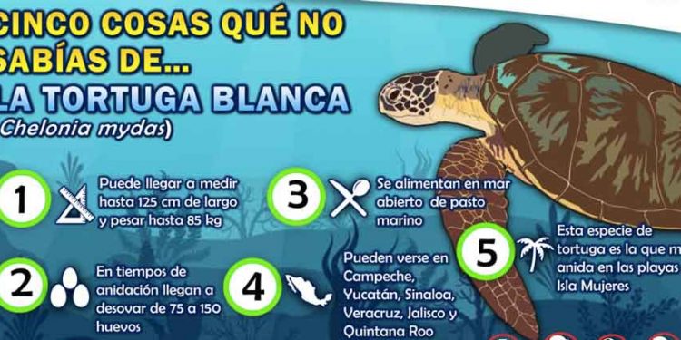 Ayuntamiento de Isla Mujeres conmemorará Semana Estatal de la Tortuga Marina