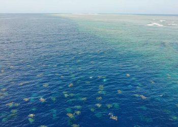 Captan a más de 60 mil tortugas nadando juntas en el mar