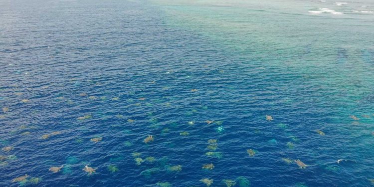 Captan a más de 60 mil tortugas nadando juntas en el mar