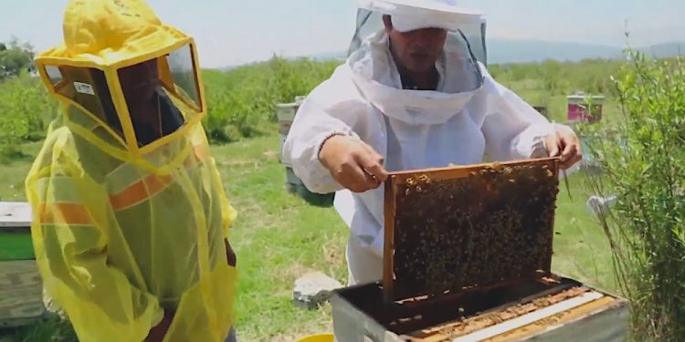 Apicultores mexicanos pierden hasta 40% por exportar miel sin clasificar
