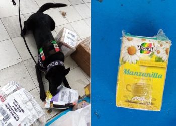 Enviaron marihuana en paquete de té de manzanilla