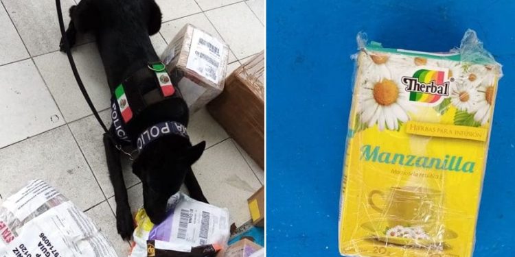 Enviaron marihuana en paquete de té de manzanilla