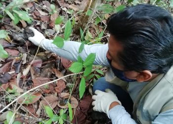 Rescatan a familia de zarigüeya, gracias a una llamada ciudadana