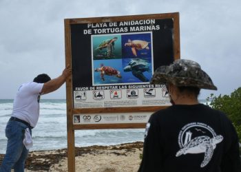 Refuerzan protección a las tortugas marinas
