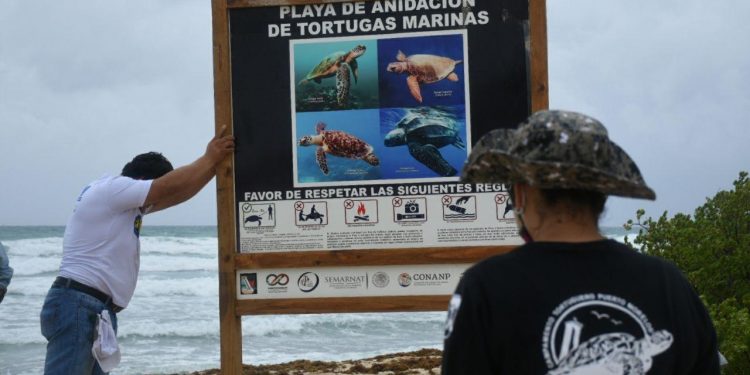 Refuerzan protección a las tortugas marinas