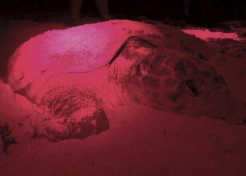 Aumenta el desove de tortuga marina