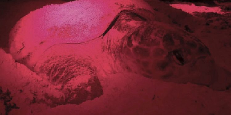 Aumenta el desove de tortuga marina