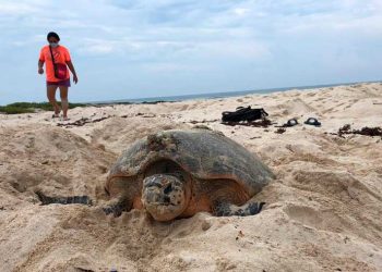 Tortuga sube a desovar a plena luz del día en Isla Mujeres