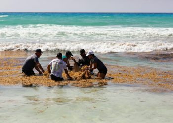 Las playas siguen cerradas, pero sargazo pone a trabajar a Servicios Públicos y Zofemat