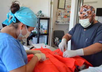 Fomentan en Isla Mujeres protección de la fauna canina y felina