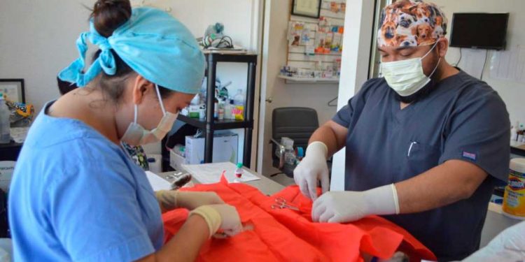 Fomentan en Isla Mujeres protección de la fauna canina y felina