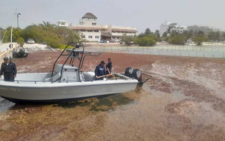 Más de 5 mil toneladas de sargazo se han levantado de las playas