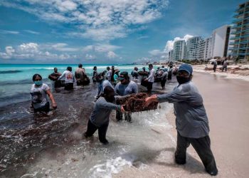 A marchas forzadas los trabajos para retirar el sargazo de las playas de Cancún