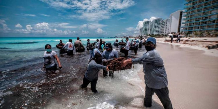 A marchas forzadas los trabajos para retirar el sargazo de las playas de Cancún