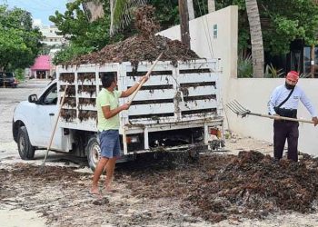 Son más de 15 toneladas de sargazo las levantadas en playas de Isla Mujeres