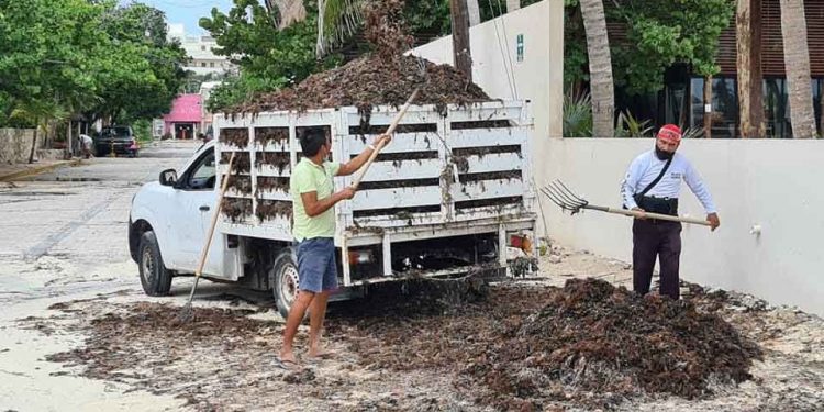 Son más de 15 toneladas de sargazo las levantadas en playas de Isla Mujeres