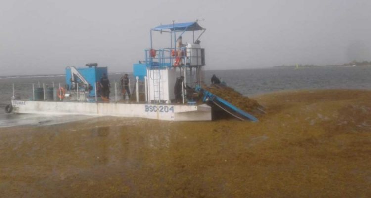 Más de 5 mil toneladas de sargazo se han levantado de las playas
