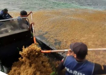 Más de 5 mil toneladas de sargazo se han levantado de las playas