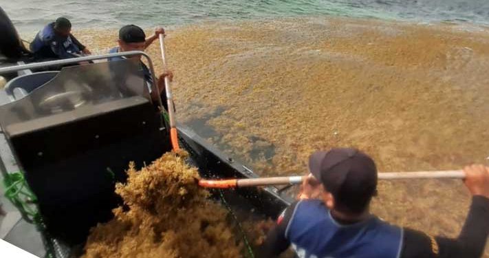 Más de 5 mil toneladas de sargazo se han levantado de las playas