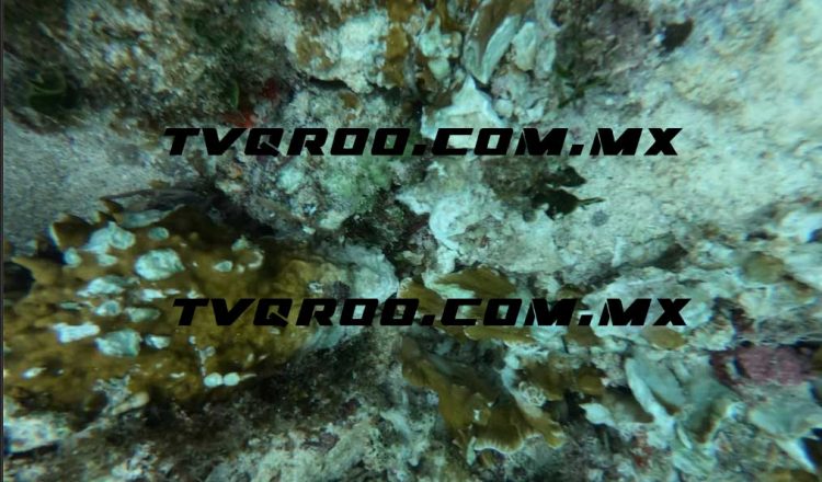 Velero desaparecido terminó encallado en Contoy