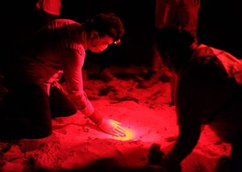 Promueven la protección y conservación de la tortuga marina