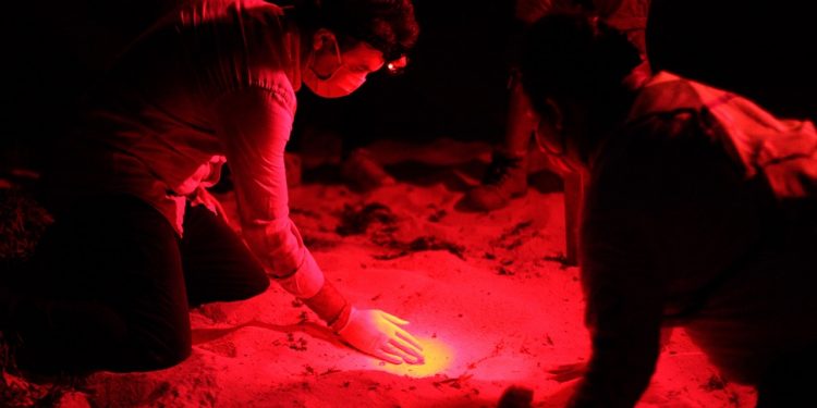 Promueven la protección y conservación de la tortuga marina