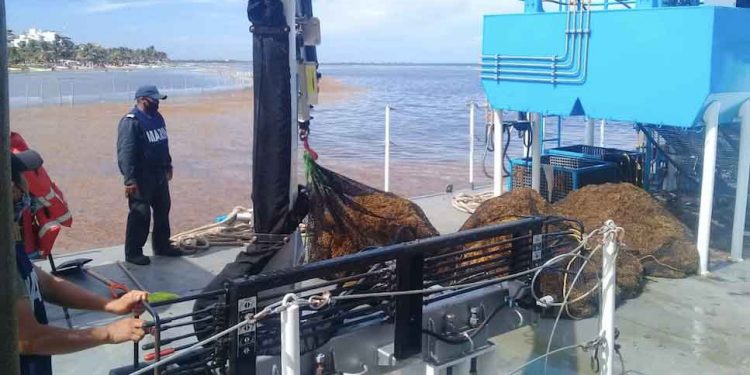 De mayo a julio se han levantado de las playas más de 800 toneladas de sargazo en Quintana Roo