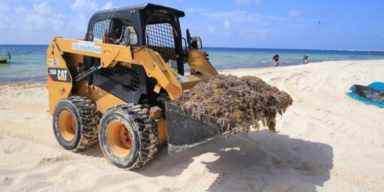 Presume Playa del Carmen playas libres de sargazo