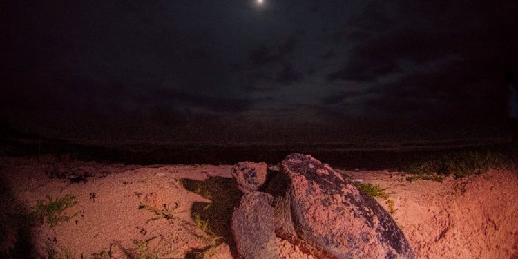 239 nidos contabilizados en el Campamento Tortuguero Punta Sur