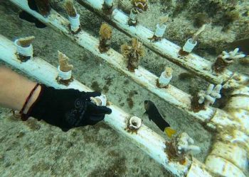 Avanza proyecto de restauración de corales en Chankanaab