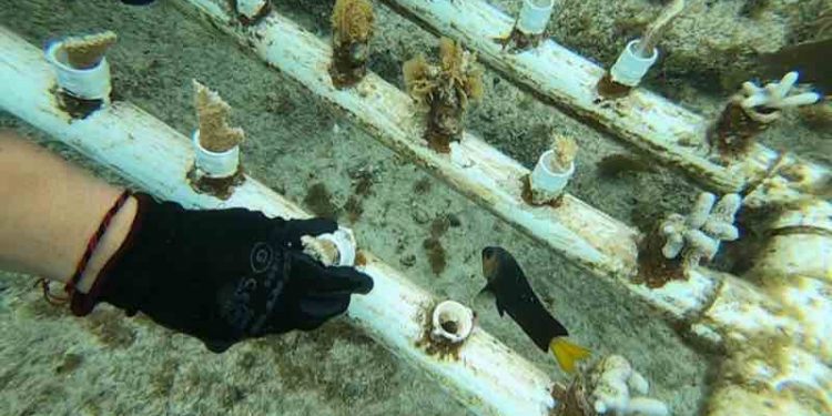 Avanza proyecto de restauración de corales en Chankanaab