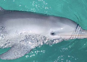 Celebran en Dolphin Discovery nacimiento de dos crías de delfín