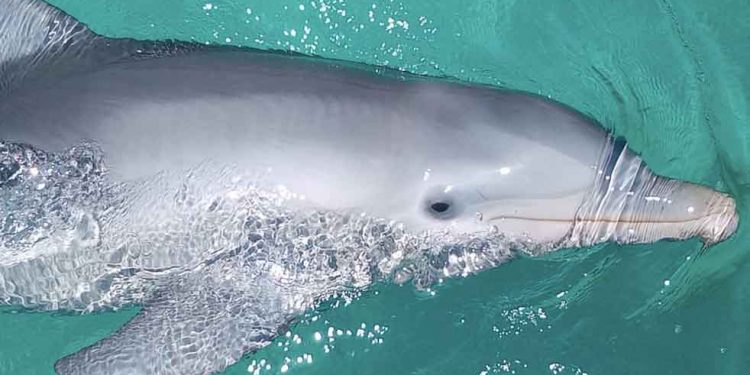 Celebran en Dolphin Discovery nacimiento de dos crías de delfín