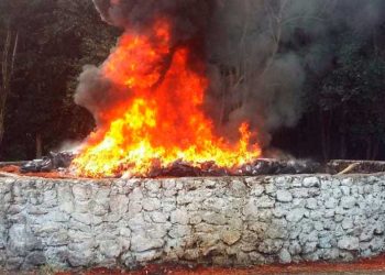 Incineran en Chetumal 375 kilogramos de estupefacientes