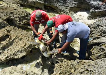 Protección Civil rescata tortuga atrapada entre las rocas del mar caribe en Isla Mujeres