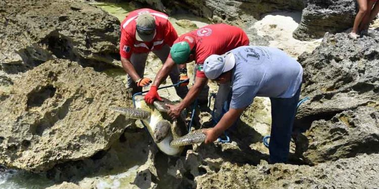 Protección Civil rescata tortuga atrapada entre las rocas del mar caribe en Isla Mujeres