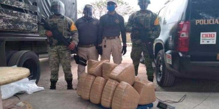 Aseguran 500 kilogramos de marihuana que tenían como destino Chetumal