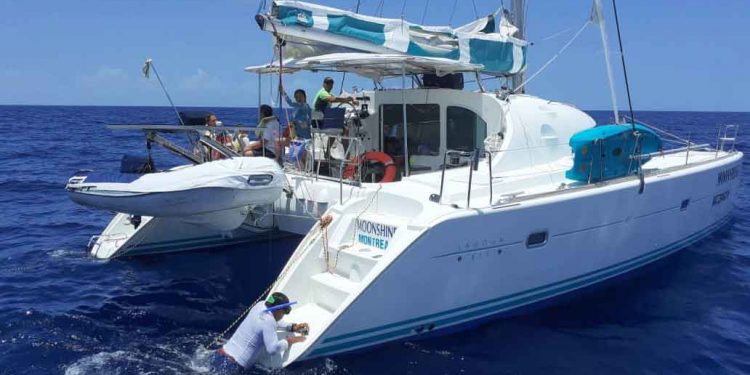 Ahora un catamarán se mete a la zona de avistamiento del Tiburón Ballena
