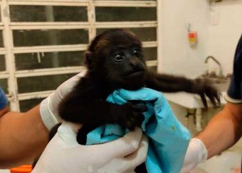 Detienen a tres personas por traficar con monos en Bacalar