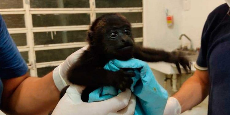 Detienen a tres personas por traficar con monos en Bacalar