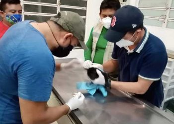 Detienen a tres personas por traficar con monos en Bacalar