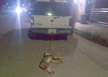 Denuncian en Chetumal a sujeto por maltrato animal; Arrastró a su perro con su vehículo hasta matarlo