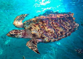 En comparación al 2018, triplican récord de anidación de tortugas marinas en Isla Mujeres