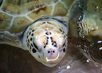 Rinde frutos trabajo de preservación de la Tortuga Marina en Isla Mujeres