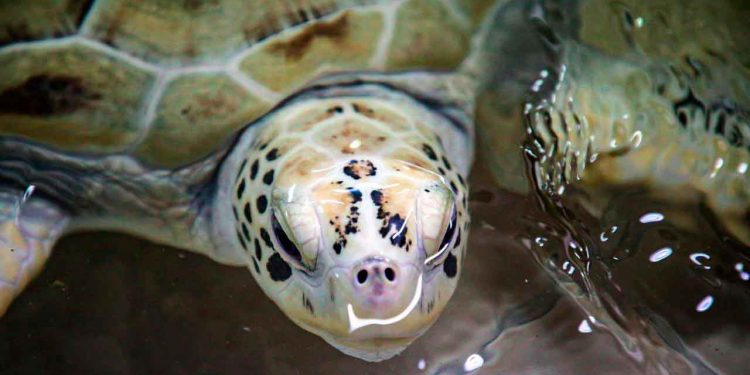 Rinde frutos trabajo de preservación de la Tortuga Marina en Isla Mujeres