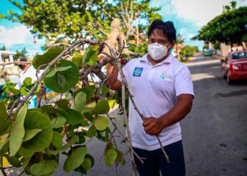 Isla Mujeres Verde y Saludable, un compromiso de la actual administración