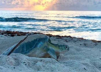 Cozumel rompe récord en la conservación de la tortuga marina: Pedro Joaquín