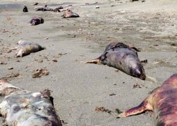 Aparecen muertos 150 lobos marinos en playa de BCS