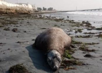 Otra tragedia ecológica! Hallan otros 25 lobos marinos muertos en BCS