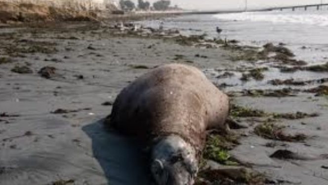 Otra tragedia ecológica! Hallan otros 25 lobos marinos muertos en BCS